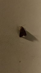 Xestia xanthographa