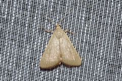Hypsopygia albidalis