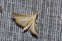 Hypsopygia albidalis