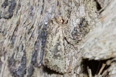 Dasygaster padockina