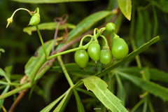 Cissus palmata