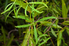 Cissus palmata