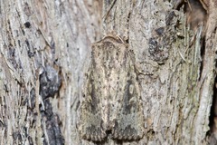 Dasygaster padockina