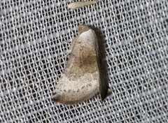 Mataeomera mesotaenia