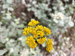 Helichrysum cymosum