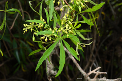 Cissus palmata