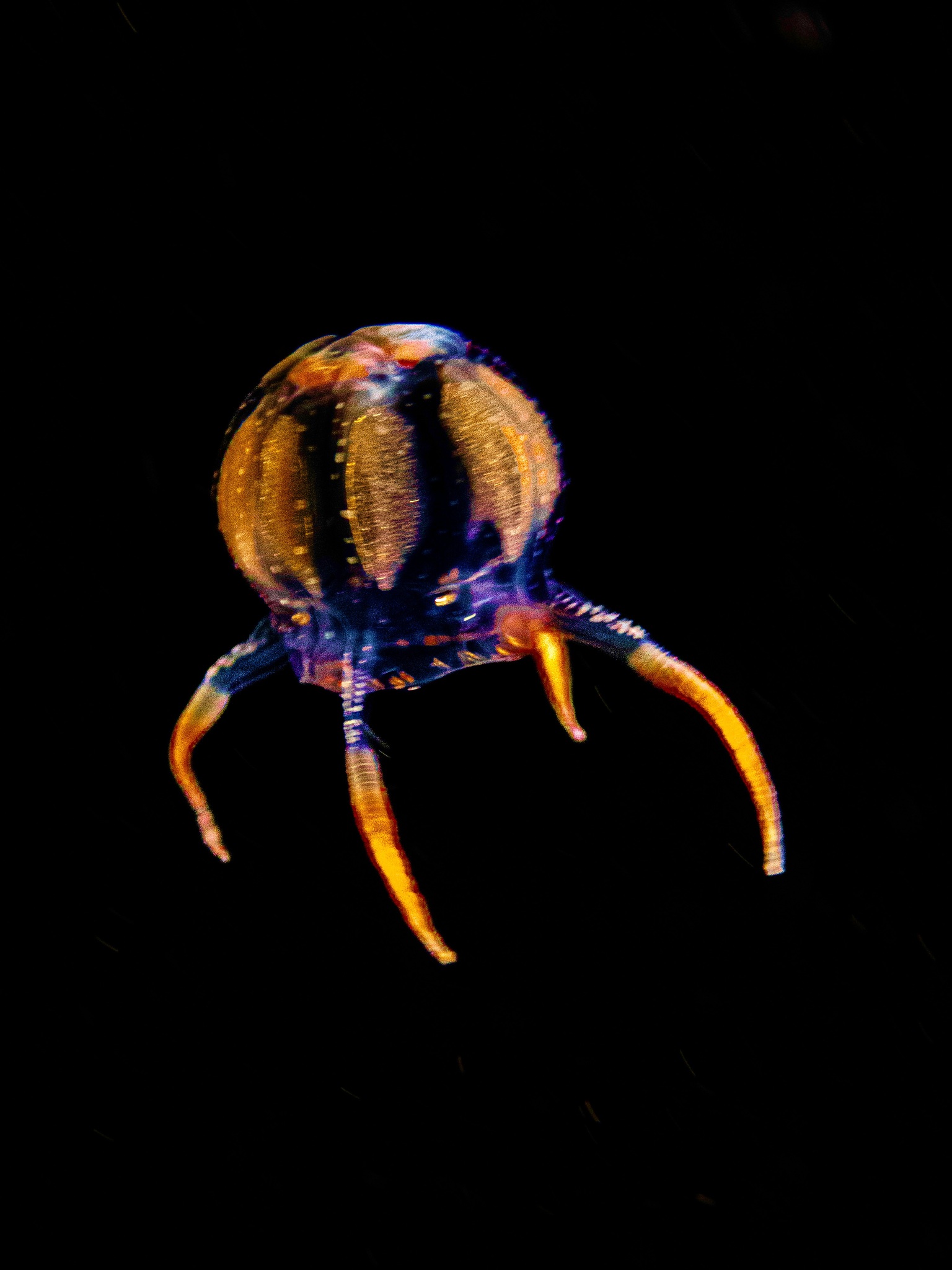 Copula sivickisi (Stiasny, 1926)