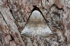 Mataeomera mesotaenia