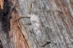 Cryptophasa irrorata