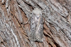 Cryptophasa irrorata