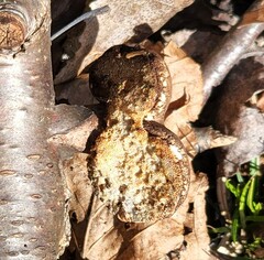 Fomitopsis betulina