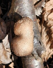 Fomitopsis betulina