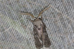 Cryptophasa irrorata