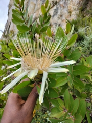 Protea aurea aurea