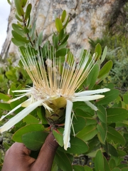 Protea aurea aurea