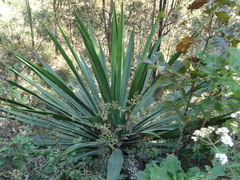 Furcraea