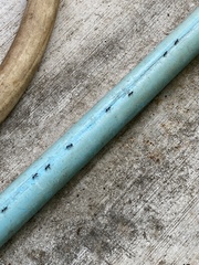 Dolichoderus thoracicus