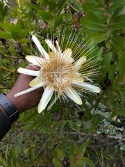 Protea aurea aurea
