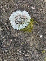 Heterodermia albicans