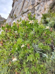 Protea aurea aurea