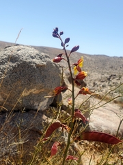 Erythrostemon angulatus
