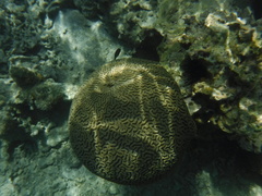 Pseudodiploria strigosa