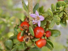 Lycium brevipes