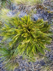 Aciphylla montana