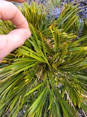 Aciphylla montana