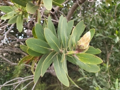 Protea aurea aurea