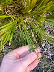 Aciphylla montana