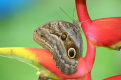 Caligo illioneus