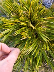 Aciphylla montana