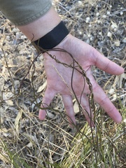 Comesperma integerrimum