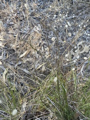 Comesperma integerrimum