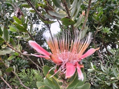 Protea aurea aurea