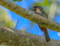 Melopyrrha violacea