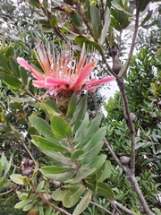 Protea aurea aurea