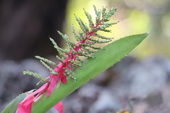 Aechmea bracteata