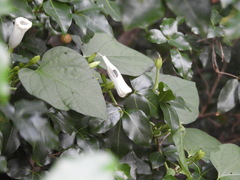 Ipomoea scopulorum