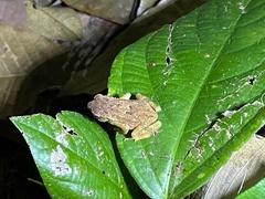 Ingerophrynus parvus