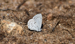 Celastrina ladon