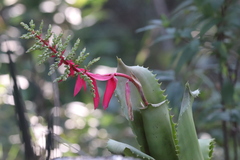 Aechmea bracteata