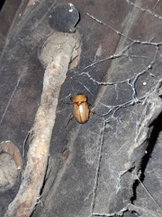 Cyclocephala putrida