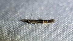Cosmopterix pulchrimella