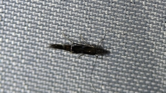 Cosmopterix pulchrimella
