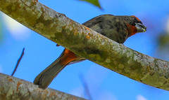 Melopyrrha violacea