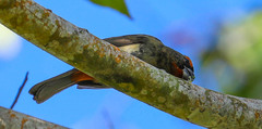 Melopyrrha violacea