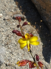 Erythrostemon angulatus