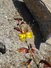 Erythrostemon angulatus